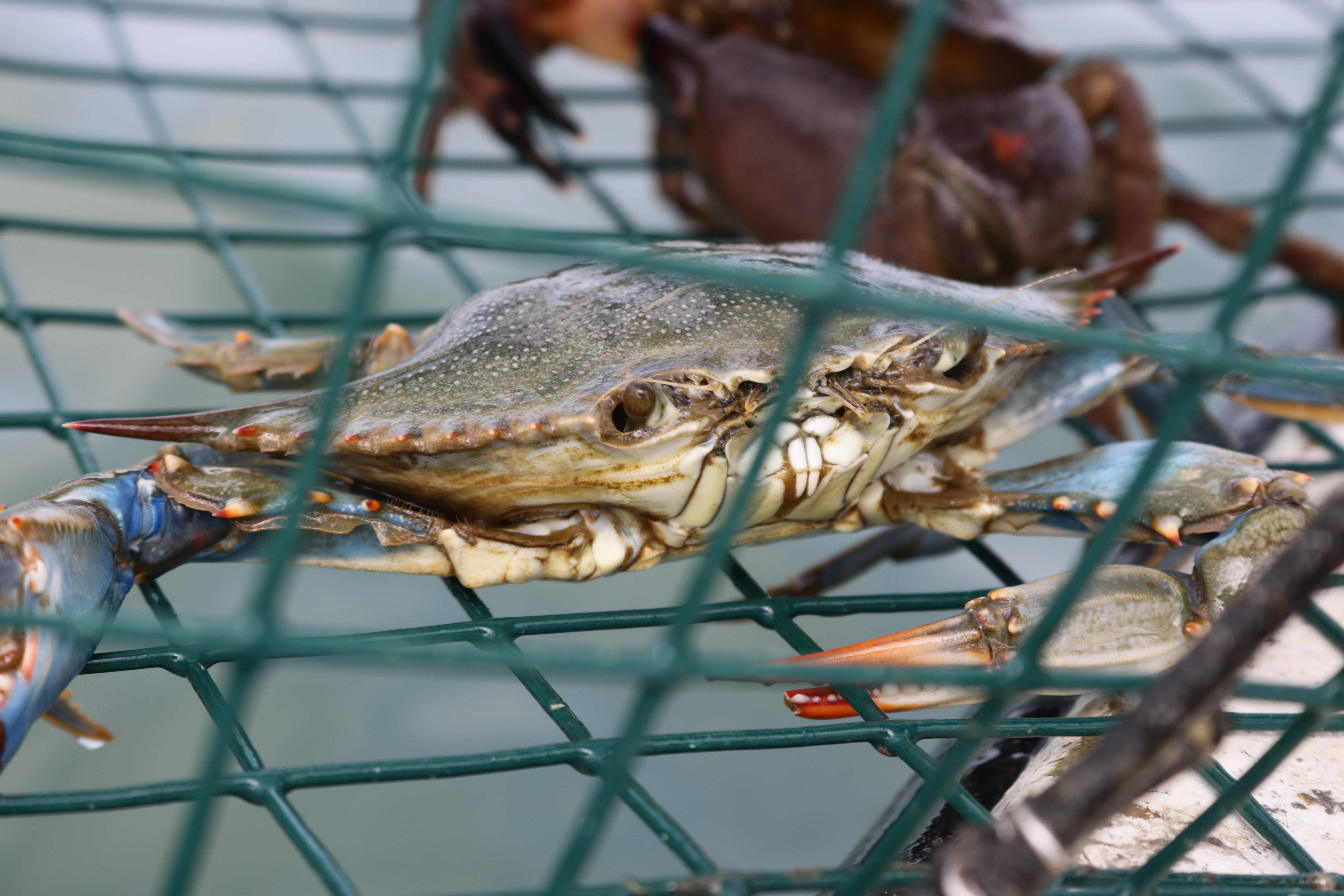 Crabbing Equipment Accessory Suppliers Perth, Western Australia, Crabbing  Accessories, Crab Floats, Trap Bags, Crab Scoops