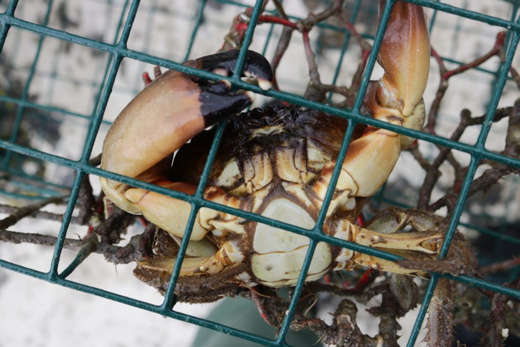 Abandoned Crab Trap Removal Program History San Antonio Bay Partnership